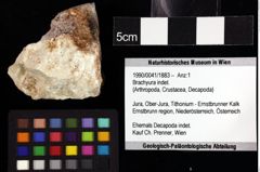 Foto (Objket + Etiketten) von Paragalathea arcella (Robins, Feldmann, Schweitzer & Bonde, 2016) 